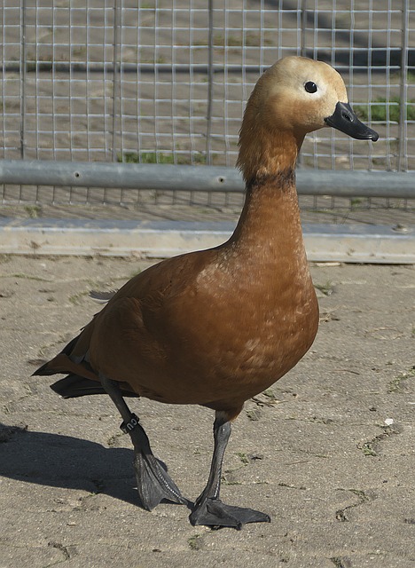 综合因素